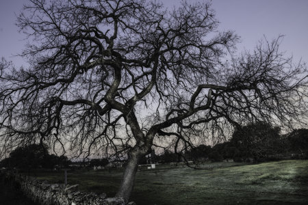 A closeup shot of a tree without leaves in a park with green grass covered by frostの写真素材