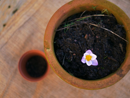 Single crocus flower growing in terracotta plant pot medium overlaの写真素材