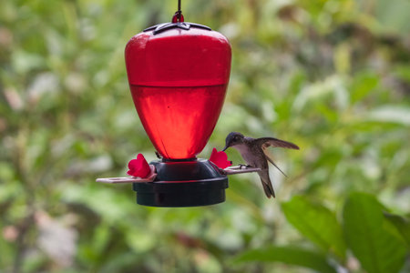 A closeup of a hummingbird perched on a nest with a blurry backgroundの写真素材