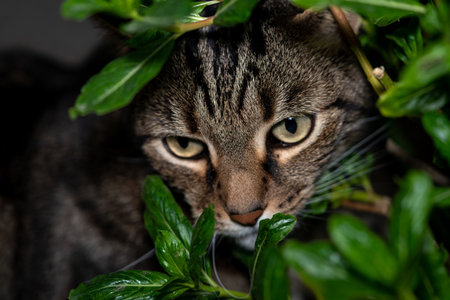 A closeup shot of a gray striped cat behind green leaves