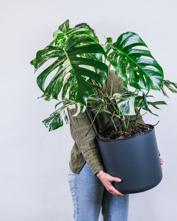 A person holding a potted Monstera deliciosa against a gray wallの写真素材