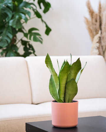 A vertical shot of a potted dracaena trifasciata on the table with a white sofa on the backgroundの写真素材
