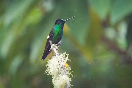 A closeup portrait of a tiny hummingbird with dark-colored feathers perched on a tip of a tree branchの写真素材