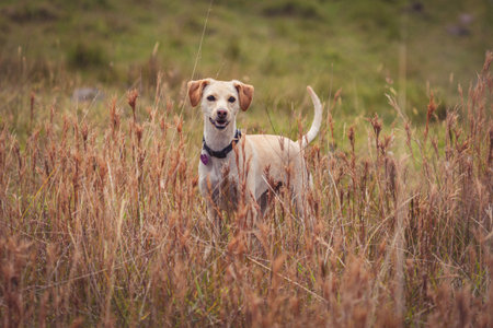 An eye-level shot of a lovely domestic dog in a collar standing in a countryside field grassの写真素材
