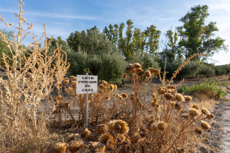 Stock photo of hunting area in the countryside surrounded by olive trees.の写真素材