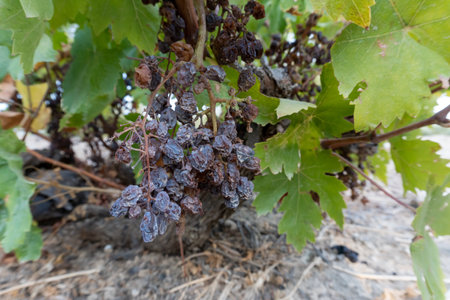 Stock photo of field with raisins lying to dry.の写真素材