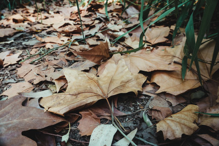 Stock photo of dry autumn leaves fallen on the ground in the countryside. Autumn concept.の写真素材