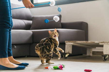 A closeup shot of a cat and its owner playing with a toy cane at homeの写真素材