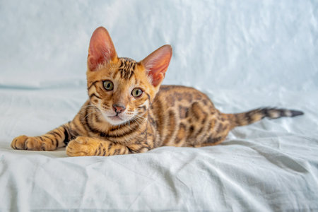 Young Bengal kitten lies on a white background and looks into the cameraの写真素材