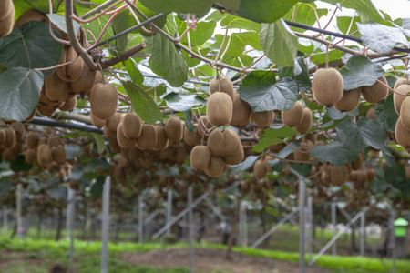 A view of kiwi plants hanging on tree branchesの写真素材