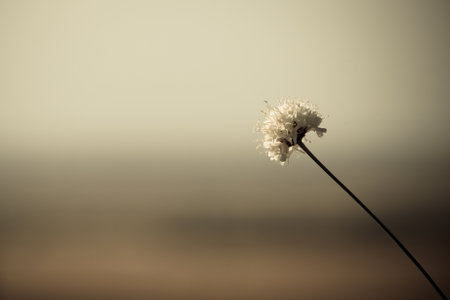 A closeup shot of a white flower with a blurred backgroundの写真素材