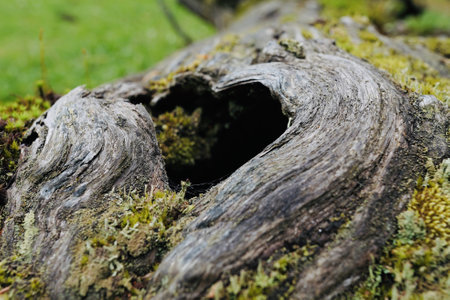 A closeup shot of a tree covered with moss and a hole on itの写真素材