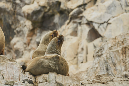 Pair of Sea Lions on a rock in the Paracas Reserve