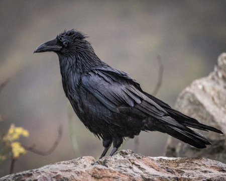 A selective focus shot of a raven standing on the rocks in a forestの写真素材