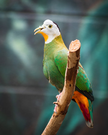 A closeup shot of a beautiful Black-naped Fruit Dove with an open beak perched on a branch with a blurry backgroundの写真素材