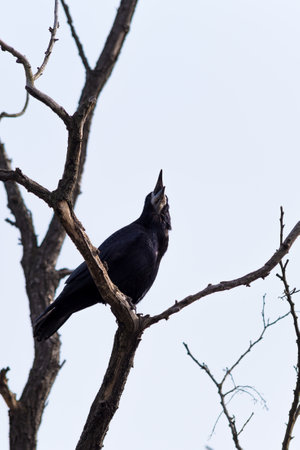 A closeup shot of a beautiful crow bird cawing sitting on a bare tree branch with a light blue sky...