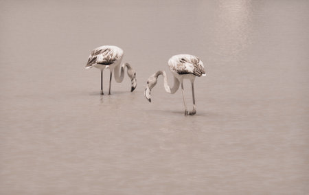 A grayscale shot of two flamingos in the waterの写真素材