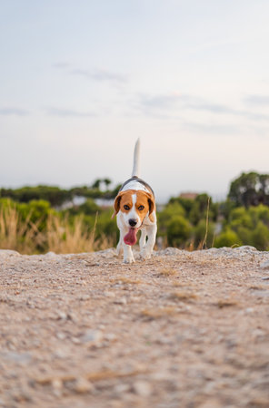 A vertical shot of a Beagle dog walking outdoors with its tongue outの写真素材
