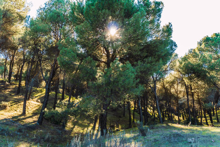 Stock photo of beautiful evening in the forest. Sierra de Andujal National Park, Jaen, Spain.の写真素材