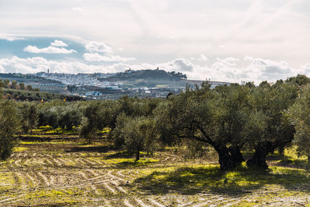 Stock photo of beautiful landscape and rural village in the south of Spain. Aguilar de la Frontera, Cordoba Spain.の写真素材