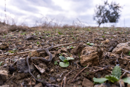Stock photo of small snake moving in the ground.の写真素材