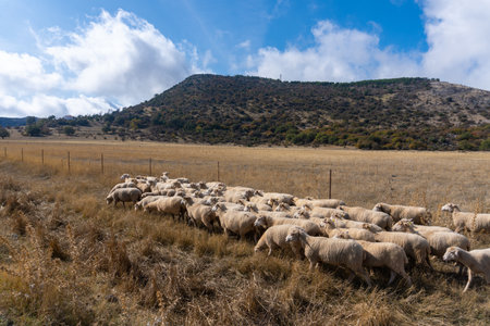 Stock photo of sheep herd walking and eating in the countryside.の写真素材