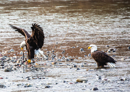 Two bald eagles perched by the lake in a park