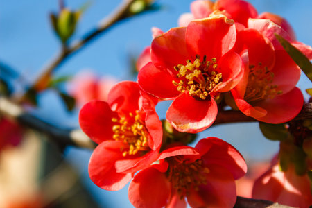 A closeup shot of japonica tree blossoms during the spring season. White small flowers on the branchesの写真素材
