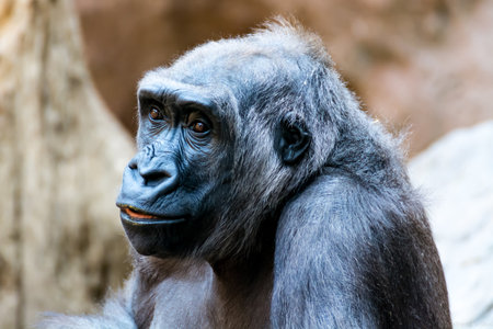 A closeup shot of a gorilla on blurred backgroundの写真素材