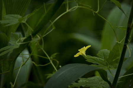 A closeup of a blooming luffa flower in a field with a blurry backgroundの写真素材