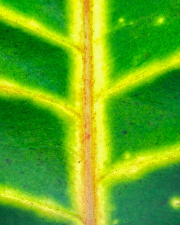 A macro shot of a green leaf under the sunlightの写真素材
