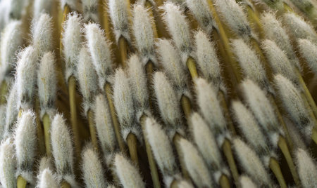 A closeup of a blooming white banksia flowerの写真素材