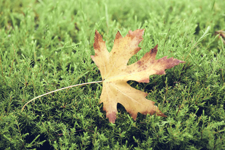 A freshly fallen dry autumn leaf on green grassの写真素材