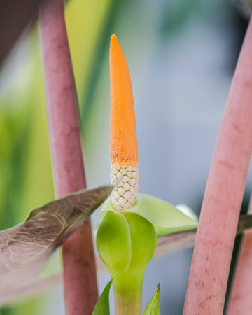 A vertical shot of an amorphophallus bulbifer bud in a garden under the sunlight
