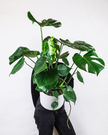A vertical shot of a person holding a potted Heartleaf philodendron against a white wallの写真素材