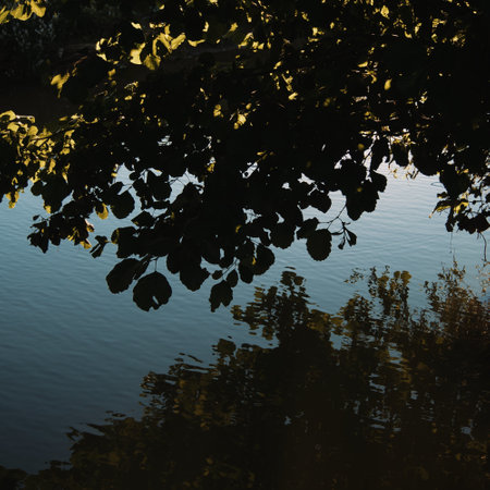 The tree leaves reflected on the waterの写真素材
