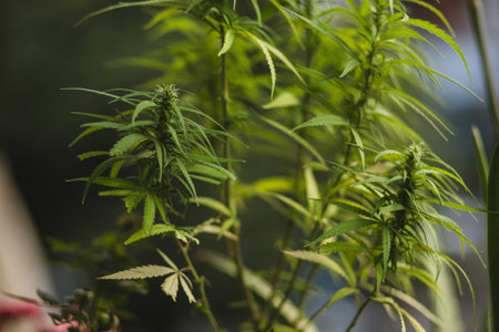 A selective focus shot of a cannabis plant against a blurred backgroundの写真素材