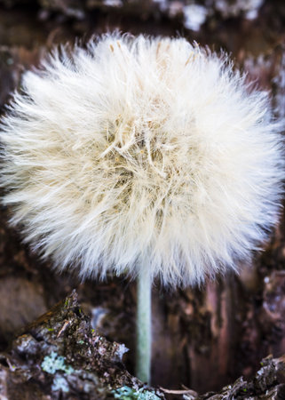 A vertical selective focus shot of white dandelionの写真素材