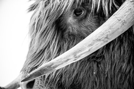 A closeup black and white shot of a cowâs face from the side with long fur and a powerful horn.の写真素材