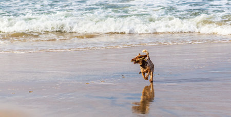 A brown dog running on sandy beachの写真素材