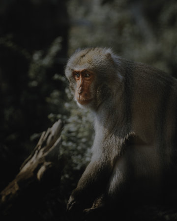 A cute small Macaque sitting on a tree branch in its natural hbaitat on a blurred backgroundの写真素材