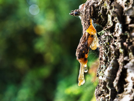 A selective focus shot of pine resinの写真素材