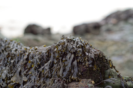 A selective focus shot of seaweed in a fieldの写真素材