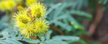 A panoramic selective focus shot of yellow mimosa