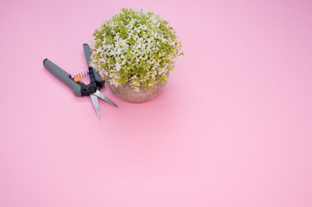 A top view of gardening pruning shears with alyssum flowers on a pink surface - copy spaceの写真素材
