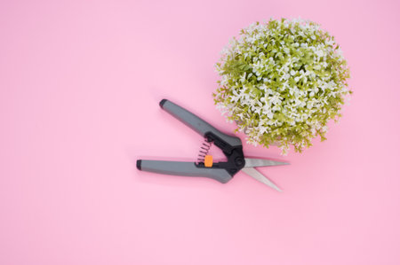 A top view of gardening pruning shears with alyssum flowers on a pink surface - copy spaceの写真素材