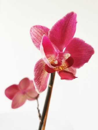 The beautiful pink phalaenopsis orchids on white backgroundの写真素材