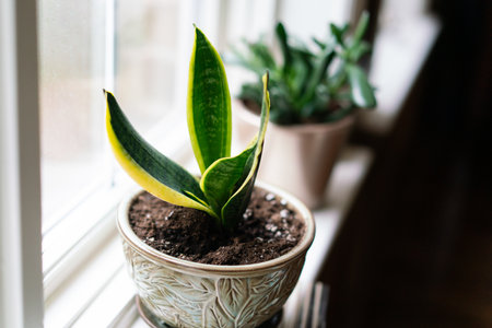A selective focus shot of a Sansevieria plant in a ceramic leaf-designed pot on a white windowsillの写真素材