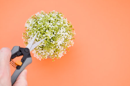 A person holding gardening pruning shears with alyssum flowers on an orange surface - copy space