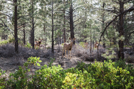 A closeup shot of mule deer in Bryce Canyon National Park, Utahの写真素材